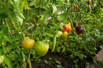 red and green tomatoes on a branch in a greenhouse, close-up