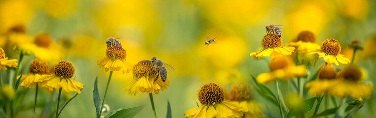 Fototapeta bees (apis mellifera) on helenium flowers - close up obraz