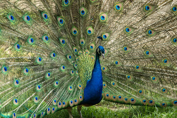 Front part of peacock with spread feathers.