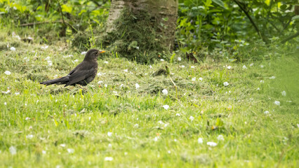 A female blackbird on the lawn.
