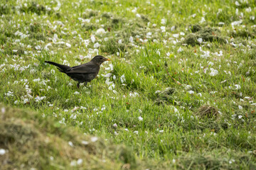 A female blackbird on the lawn.