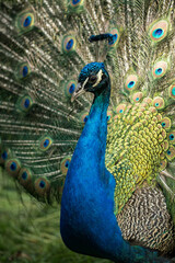 Front part of peacock with spread feathers.