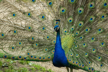 Obraz premium Front part of peacock with spread feathers.