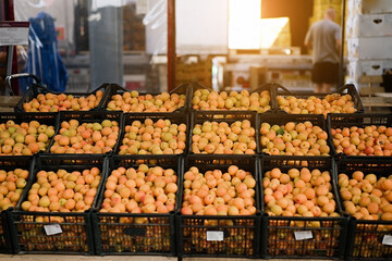 Fresh apricot fruit boxes sold in the market. Apricots harvest, many fresh apricot  