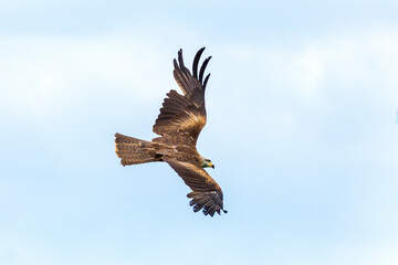 Kite in flight. Black kite, Milvus migrans, flying with widely spread wings. Hunting bird of prey....