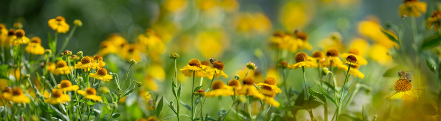 bee (apis mellifera) on helenium flowers - close up