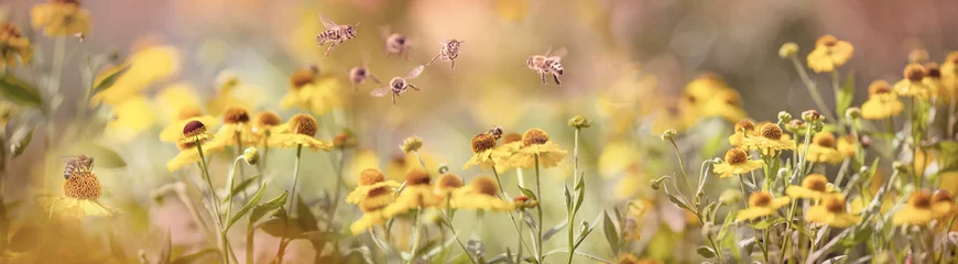  bee (apis mellifera) on helenium flowers - close up © Vera Kuttelvaserova