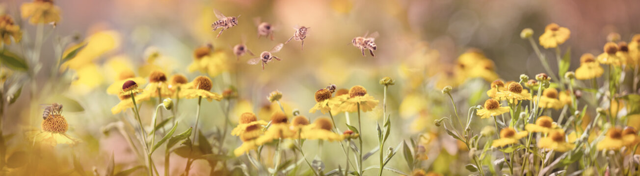 Fototapeta bee (apis mellifera) on helenium flowers - close up