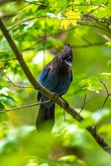 Steller's or Mountain Jay (Cyanocitta stelleri)
