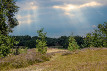 Obraz premium Pink heather in bloom, blooming heater landscape in the National park: Maasduinen, Netherlands. Holland
