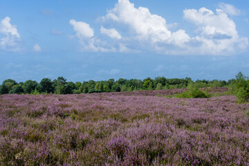 Fototapeta na wymiar Pink heather in bloom, blooming heater landscape in the National park: Maasduinen, Netherlands. Holland