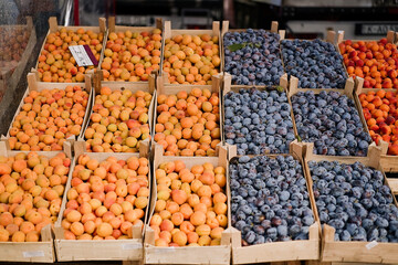 Fresh plums end apricots boxes sold in the market. Plums and apricots harvest, many fresh plums end apricots