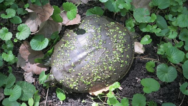 Spiny softshell turtle hiding on the ground full of Pennywort plants.