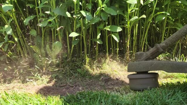 String trimmer taking care of grass edge. Close up and slow motion. Grass flying into camera. In slow motion, a string trimmer meticulously edges grass, with blades flying towards the camera.