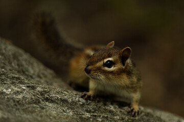 Eastern Chipmunk looking for food