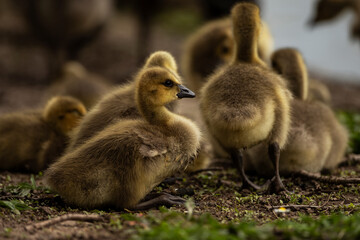 Group of goslings