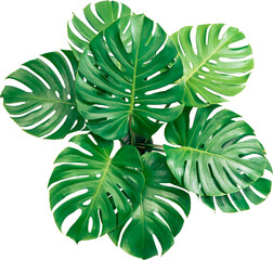 Bush Green Monstera leaf isolated transparency background.Tropical leaves object. - obrazy, fototapety, plakaty