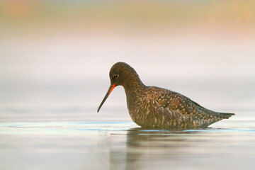 Brodziec śniady (Tringa erythropus)