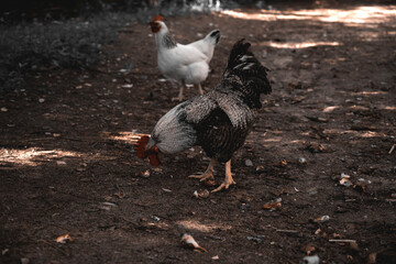 Rooster bird on the background of the countryside