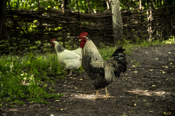 Rooster bird on the background of the countryside