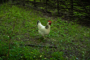Photo of a chicken in the countryside