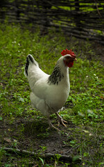 Photo of a chicken in the countryside