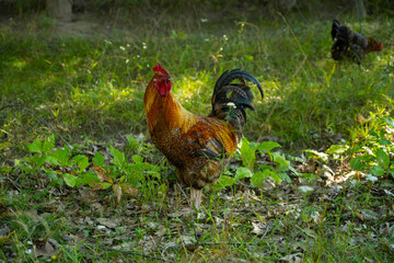 Beautiful rooster walks in the garden