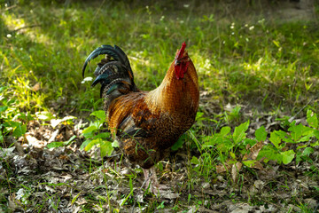 Beautiful rooster walks in the garden