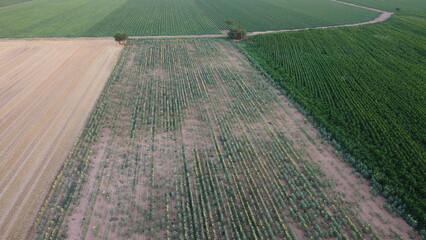 Campi dal drone