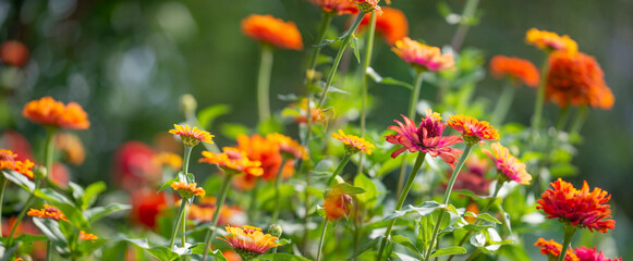 Zinnia elegans in the garden - close up