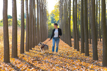Young woman walking her siberian husky purebred dog on a sunny autumn day