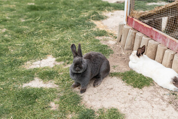 
gray and white rabbits hares for a walk run in yard