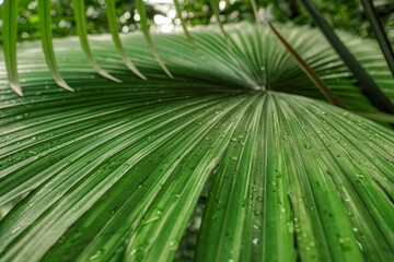 Beautiful palm leaves, green background, closeup. Exotic plant