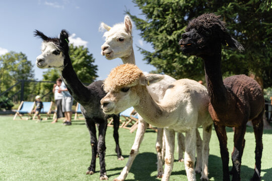 Group of different color alpacas on the farm eating carrots