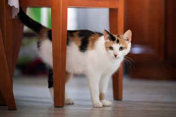 Trzykolorowa kotka stoi na podłodze przy nogach krzesła 