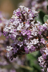 Pink flowering terminal scorpioid cymose panicle inflorescences of Eriodictyon Crassifolium, Boraginaceae, native monoclinous shrub in the San Gabriel Mountains, Transverse Ranges, Springtime.