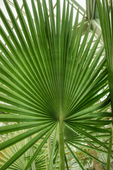Beautiful palm leaves, green background, closeup. Exotic plant