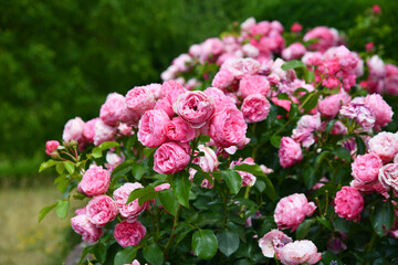 Rosa blühende Beetrosen