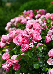 Obraz premium Rosa blühende Beetrosen