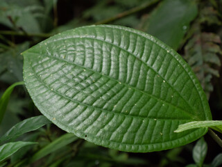 Forêt du Costa Rica