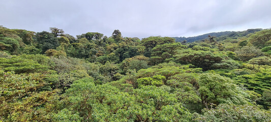 Forêt du Costa Rica