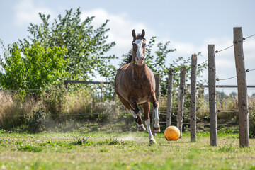 Portrait of a horse in motion: A brown gelding galloping across a pasture in summer outdoors