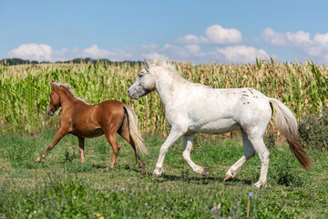 A chestnut and a white shetland pony running across a pasture in summer outdoors. A corn field is seen in the background