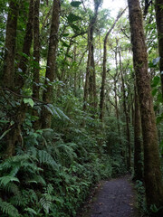 Plantes de la forêt primaire du Costa Rica