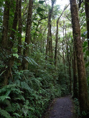 Obraz premium Plantes de la forêt primaire du Costa Rica