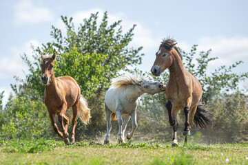 Naklejka na ściany i meble A herd of ponies running and playing on a pasture in summer outdoors