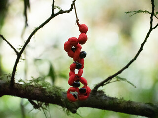Plantes de la forêt primaire du Costa Rica