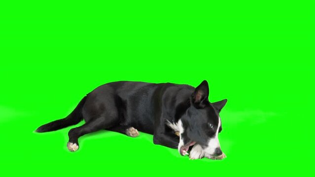 4k black and white mixed breed dog on green screen isolated with chroma key. Dog lying down, chewing bone toy