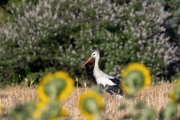 White stork Ciconia Ciconia in the sunflower field