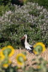 White stork Ciconia Ciconia in the sunflower field vertical orientation